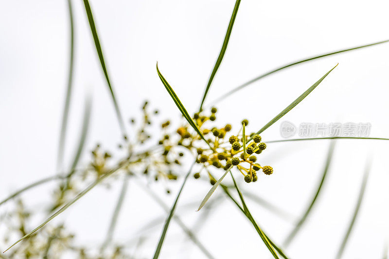 金合欢树的特写花蕾，澳大利亚本土的Zig Zag金合欢，Macradenia，背景与复制空间